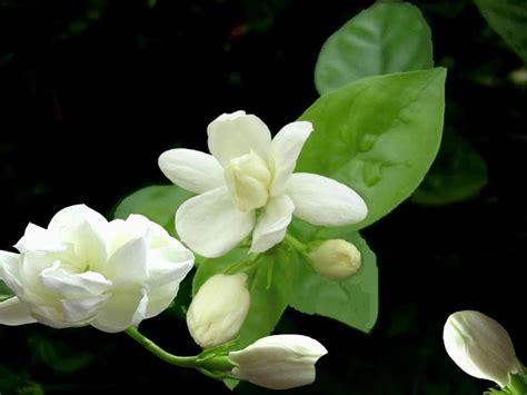 茉莉芬芳算命|茉莉花风水